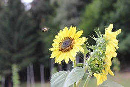 Foto8